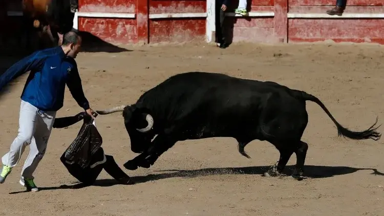 فيديو - إسبانيا.. مقتل مسن خلال مهرجان لمصارعة الثيران