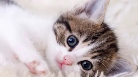 related_news_inside_blogsالقطط.. أمل جديد في علاج السرطان؟