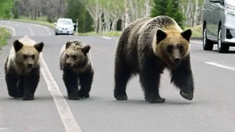 طوارئ في اليابان بسبب الدببة .. ما القصة؟