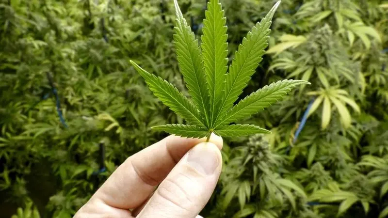 فيديو - بايدن: لا ينبغي سجن شخص لمجرد استخدامه أو حيازته الماريغوانا