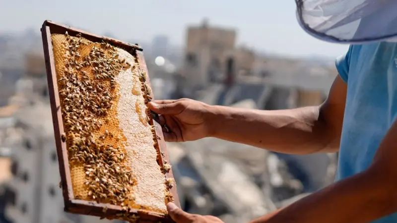 صور - رغم الدمار.. نحّال غزة يعيد الحياة إلى خلايا العسل