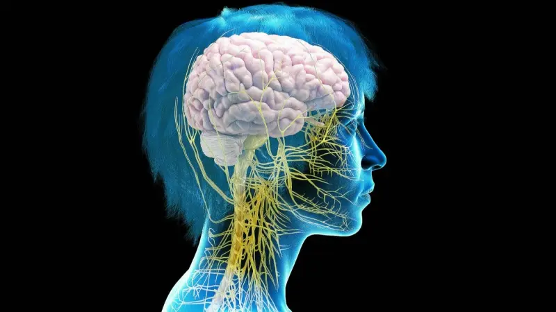 علماء: التنفس المنتظم أثناء النوم يعزز الذاكرة طويلة الأمد