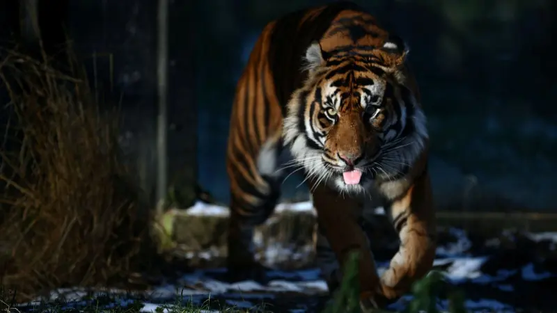 فيديو - استنفار أمني.. نمر يتجوّل في الشوارع ويُثير ذعر سكان طنجة