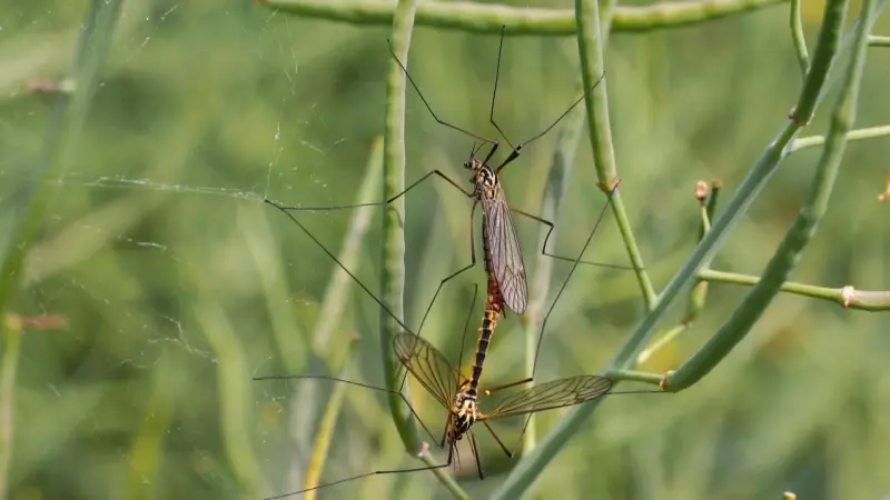 الملاريا تعود أقوى.. بعوض ذكي يتكيّف مع السموم