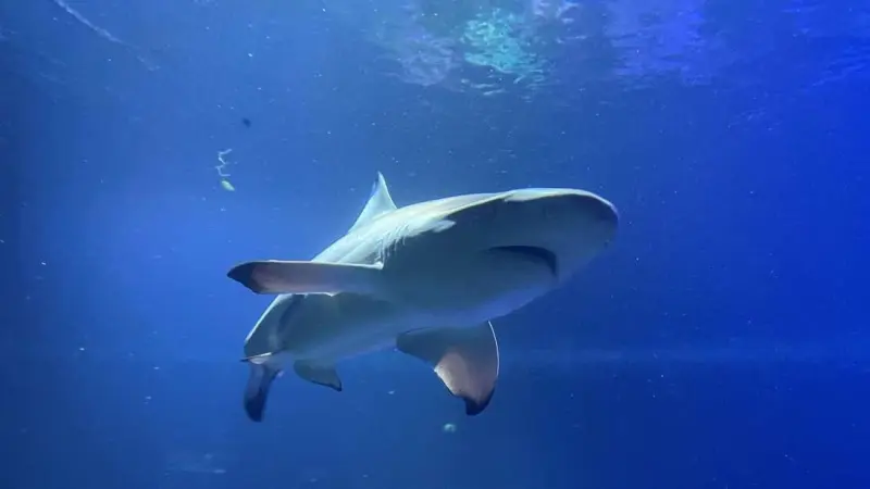 مقتل ألمانية في هجوم لسمكة قرش