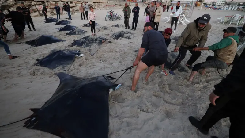 أسماك الوطواط بالعشرات على شواطئ غزة