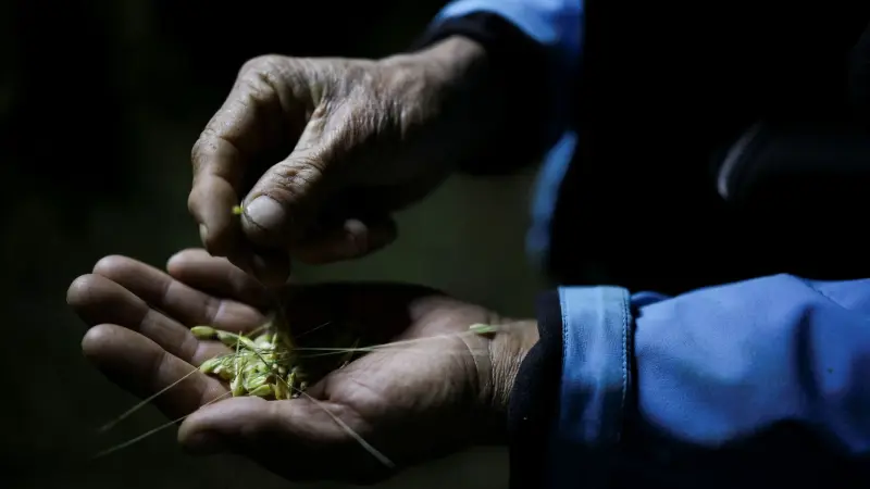 أسعار القمح تتراجع لأدنى مستوى خلال 5 سنوات.. ما السبب؟