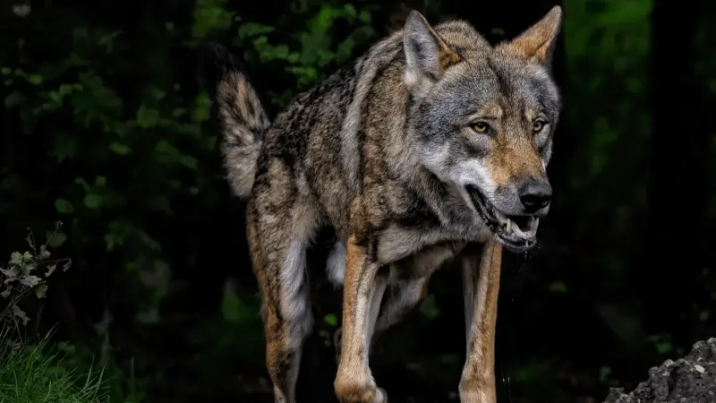 دراسة صادمة: حرب أوكرانيا تحوّل الكلاب إلى ذئاب