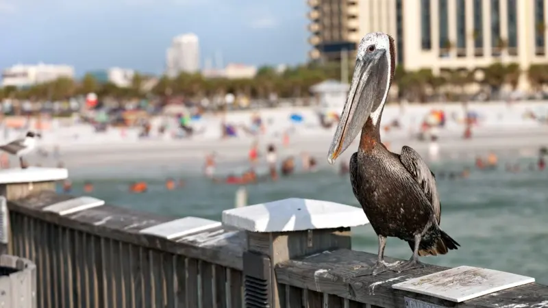 بعد انخفاض السياحة في أميركا.. هل ستنعشها بطولة كأس العالم؟
