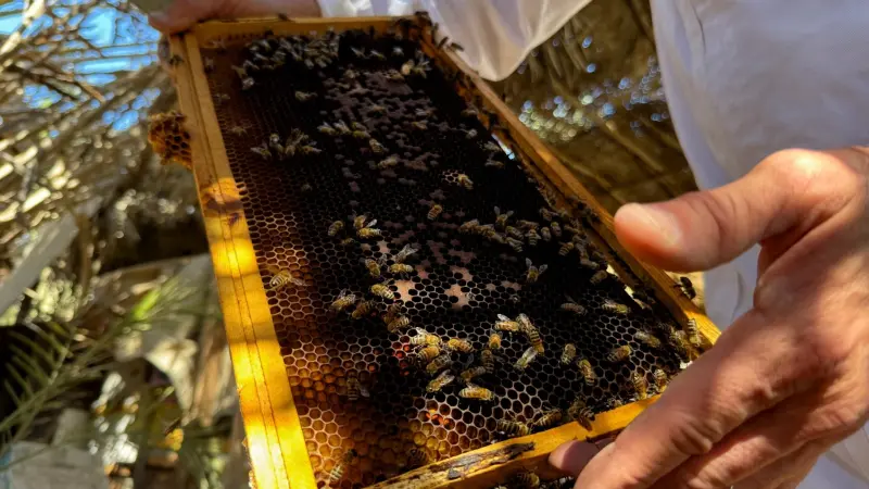 الاتحاد الدولي لحفظ الطبيعة يحذر أوروبا من اندثار النحل فيها