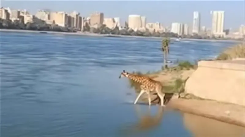ما حقيقة فيديو هروب زرافة إلى نهر النيل؟ حديقة الحيوان تحذّر