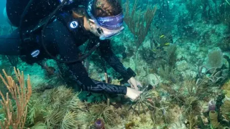 اكتشاف نادر في أعماق المتوسط.. شعاب بيضاء تدهش العلماء