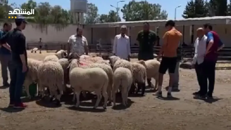 ارتفاع أسعار أضاحي العيد يرهق أغلب العائلات التونسية