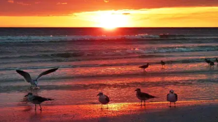 related_news_inside_blogsمراقبة الطيور تغير بنية الدماغ وتعزز الذاكرة والانتباه