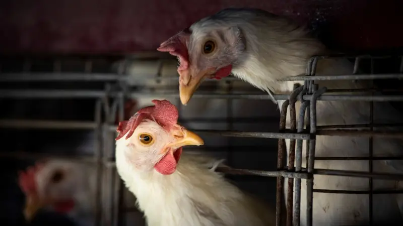 مع اقتراب رمضان.. متى تنتهي أزمة الدواجن المتفاقمة في مصر؟