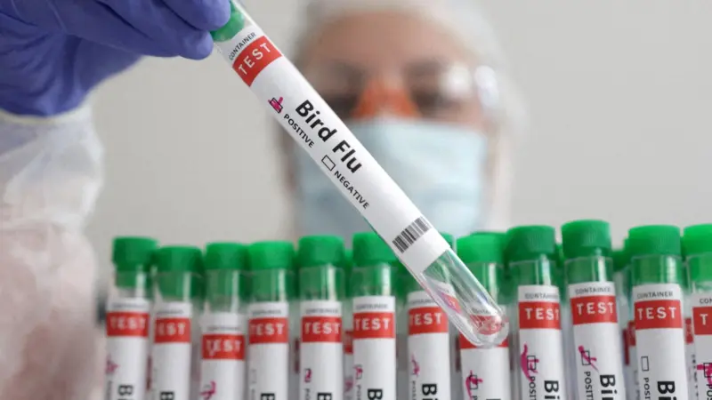 3 إصابات بشرية محتملة بإنفلونزا الطيور في ولاية كولورادو
