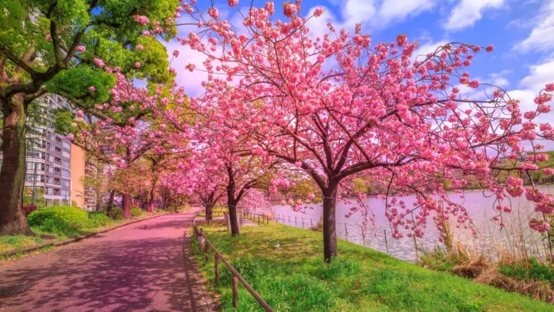 اليابان تلغي مهرجان أزهار الكرز بسبب فوضى السياح