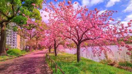 related_news_inside_blogsاليابان تلغي مهرجان أزهار الكرز بسبب فوضى السياح