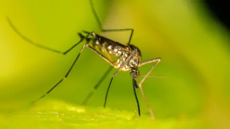 related_news_inside_blogsاكتشاف جديد للحد من لدغات البعوض وإبطاء تكاثره