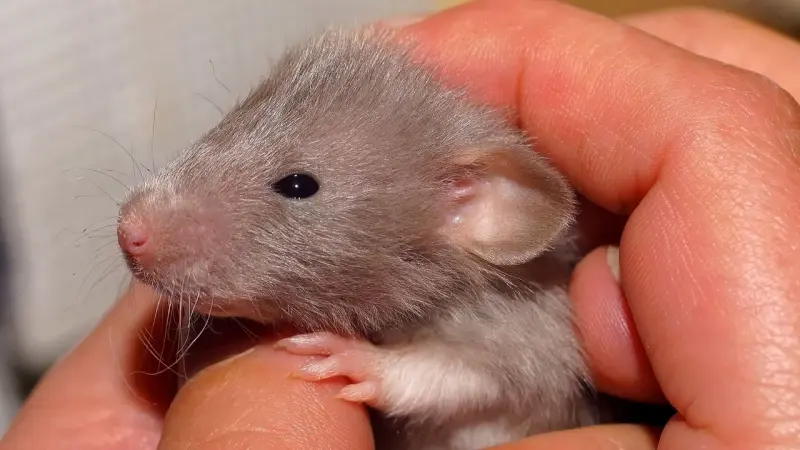 علماء يكتشفون سرّ طول حياة لفأر غريب جدًا