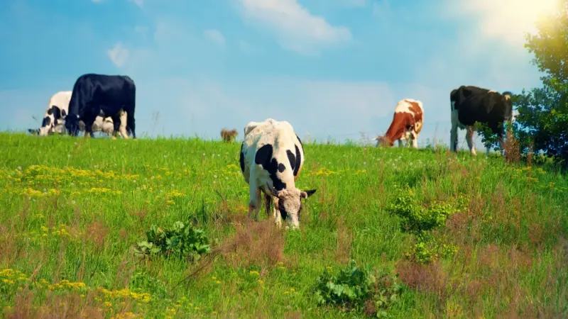 بعد العراق... هل ظهر مرض اللسان الأزرق في الأردن؟