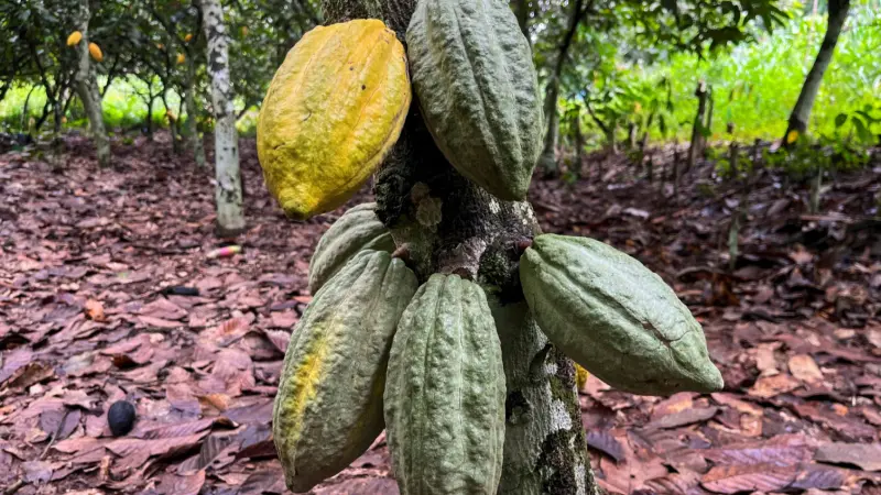 هبوط أسعار الكاكاو.. ولا أثر على ثمن الشوكولاتة