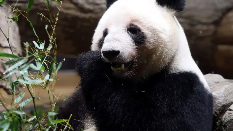 صور - اليابان تودّع آخر زوج باندا قبل العودة إلى الصين