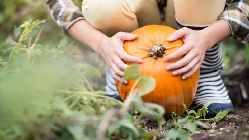 فوائد بذور القرع للرجال.. ما هي؟