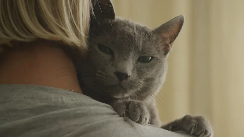 دراسة مفاجئة: البشر قد ينقلون إنفلونزا الطيور إلى القطط