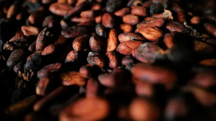 من 13 ألفا إلى 6 آلاف دولار.. انعطافة حادة في أسعار الكاكاو