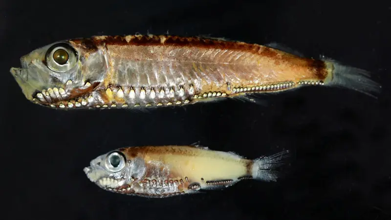 اكتشاف يسلّط الضوء على نظام بصري جديد لدى أسماك أعماق البحار