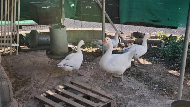 أول تفشٍ لإنفلونزا الطيور في إسرائيل منذ عام