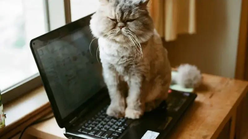 صورة - قطة تتقدم بطلب استقالة مالكتها نيابة عنها