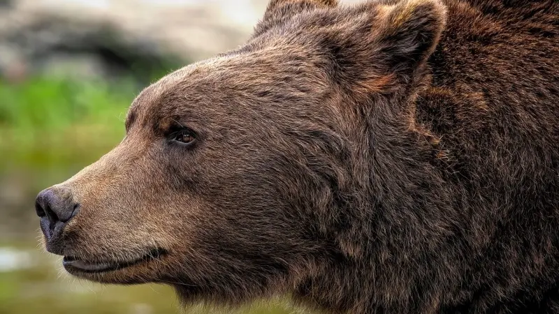 دبّ ينهي حياة فتاة وسط الغابة في رومانيا