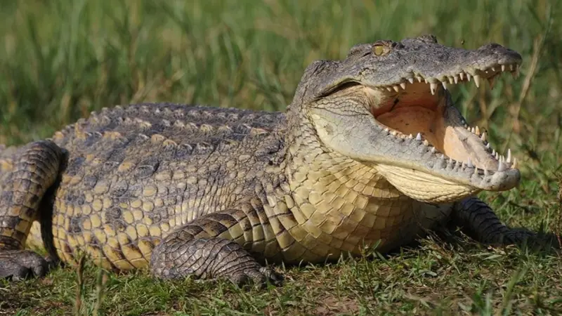 فيديو - تمساح يقتحم مسبح فندق فاخر في أستراليا