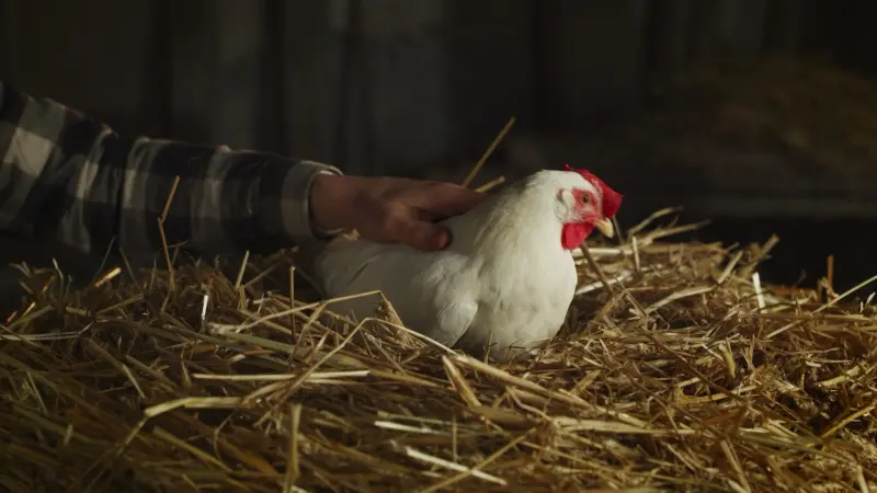 بعد نيباه.. الهند تواجه فيروسا جديدا