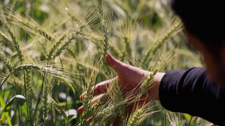 مشروع مستقبل مصر.. الزراعة في قلب الصحراء لتحقيق الأمن الغذائي