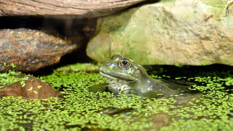 "فياغرا الإنكا".. مصادرة مئات الضفادع المحفزة جنسيا في البيرو