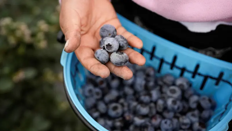 دراسة: التوت الأزرق يعزز الذاكرة ويحسن الأداء الإدراكي