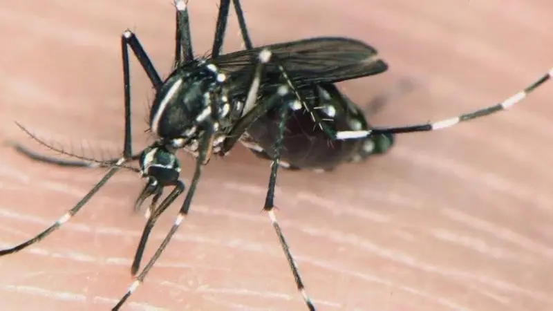 ما هي ذبابة النمر الأسود؟ وُجهت إليها أصابع الاتهام في وفاة الطفل الأردني عمر