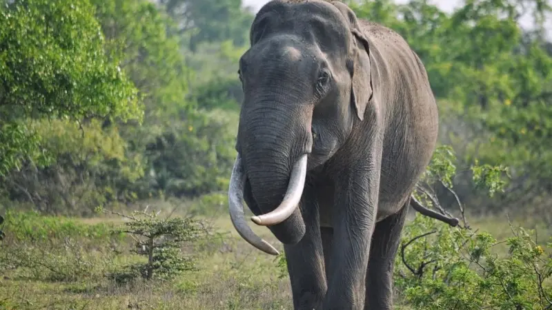فيل يقتل سائحة إسبانية في محمية تايلاندية