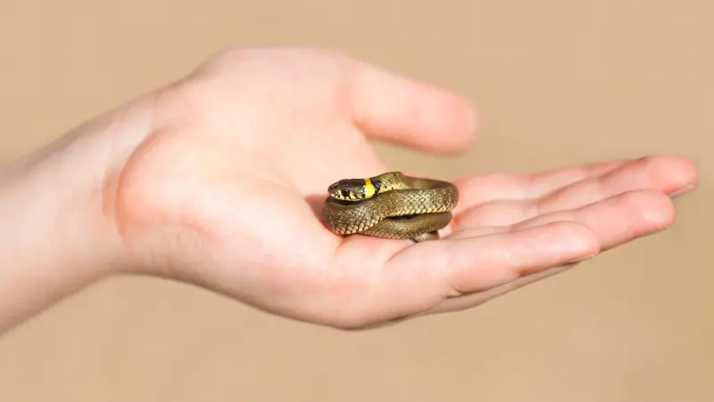 رجل تعرّض لـ200 لدغة ثعبان لـ"إنقاذ الأرواح"