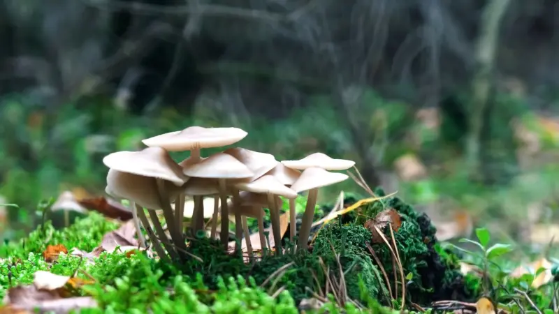 ارتفاع إصابات التسمم بالفطر في الأردن