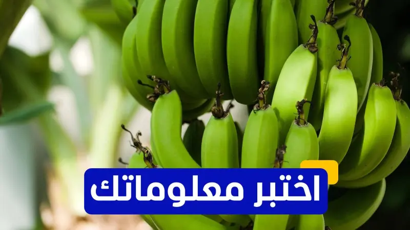 اختبر معلوماتك - ما الفوائد الصحية لتناول الموز؟