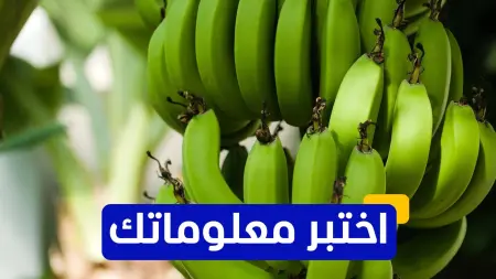 related_news_inside_blogsاختبر معلوماتك - ما الفوائد الصحية لتناول الموز؟