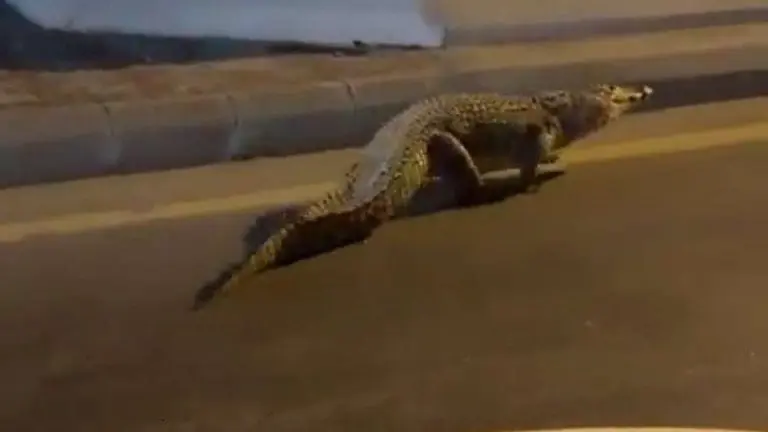 تمساح يتجول في شوارع القطيف.. مشهد يشبه أفلام الرعب