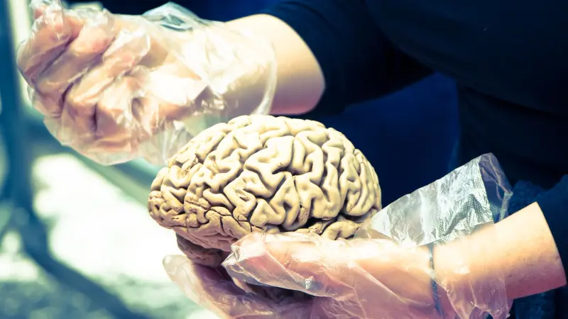 ما الذي يفعله الهواء الذي تتنفسه بدماغك؟