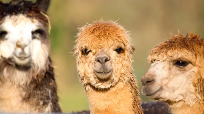 اللاما تحتوي على علاج لفيروس نقص المناعة البشرية