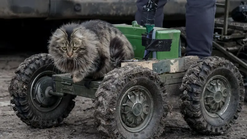 تقرير - مواء نهاية العالم: القطط تجذب القوات الروسية إلى الأفخاخ