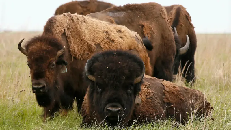 مقتل مزارع هاجمه جاموس اشتراه قبل يوم